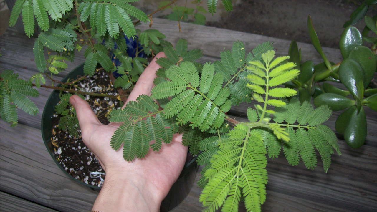 Mimosa Hostilis Root Bark