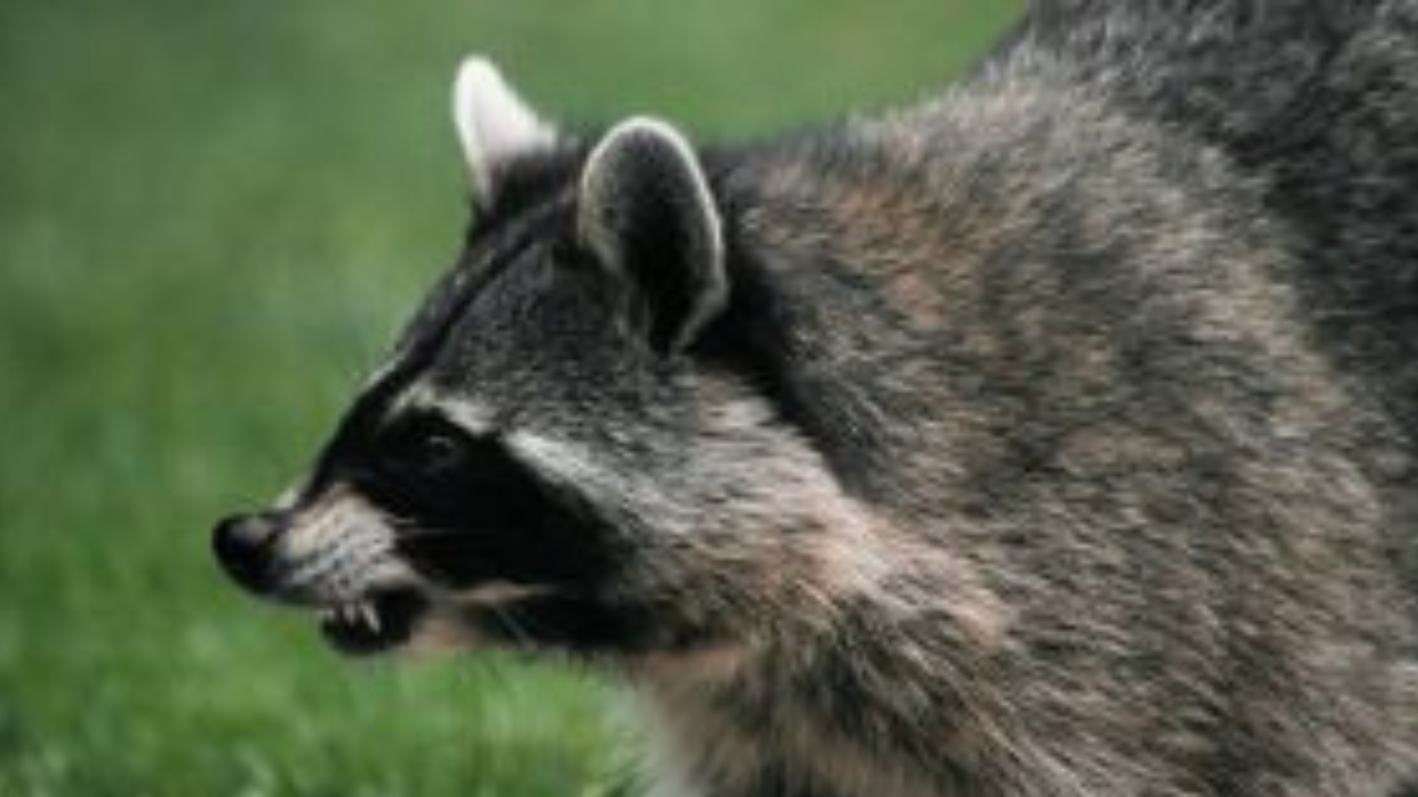 how long do raccoons live