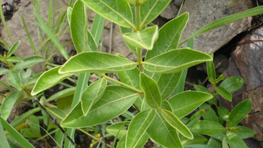 fadogia agrestis benefits